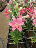 [4196 Striker No01.JPG]